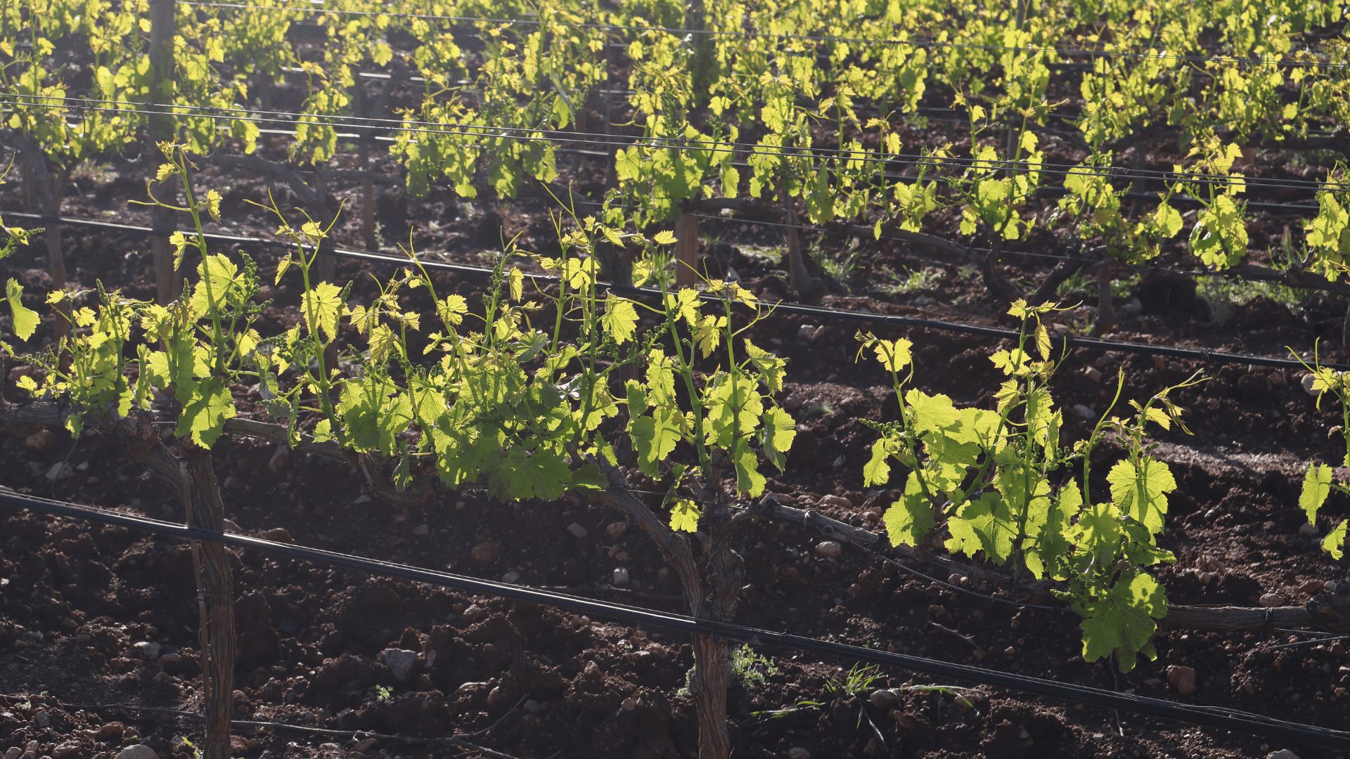 Viñedo de bodega Sa Cabana