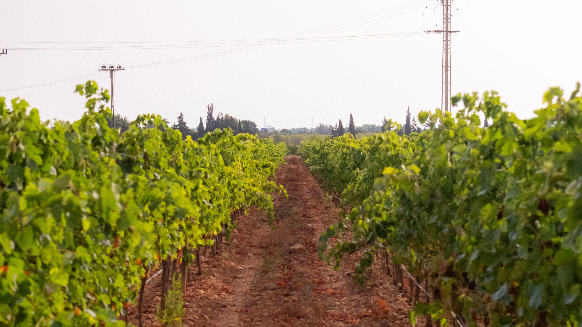 Viñedo en la finca 