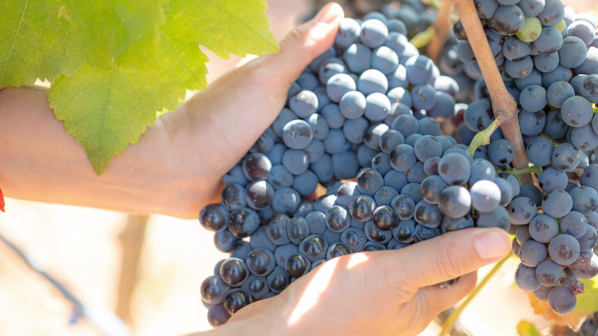 Uvas de la nueva cosecha 2026 en Bodega Sa Cabana