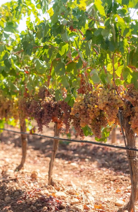 Viñedo en Bodega Sa Cabana