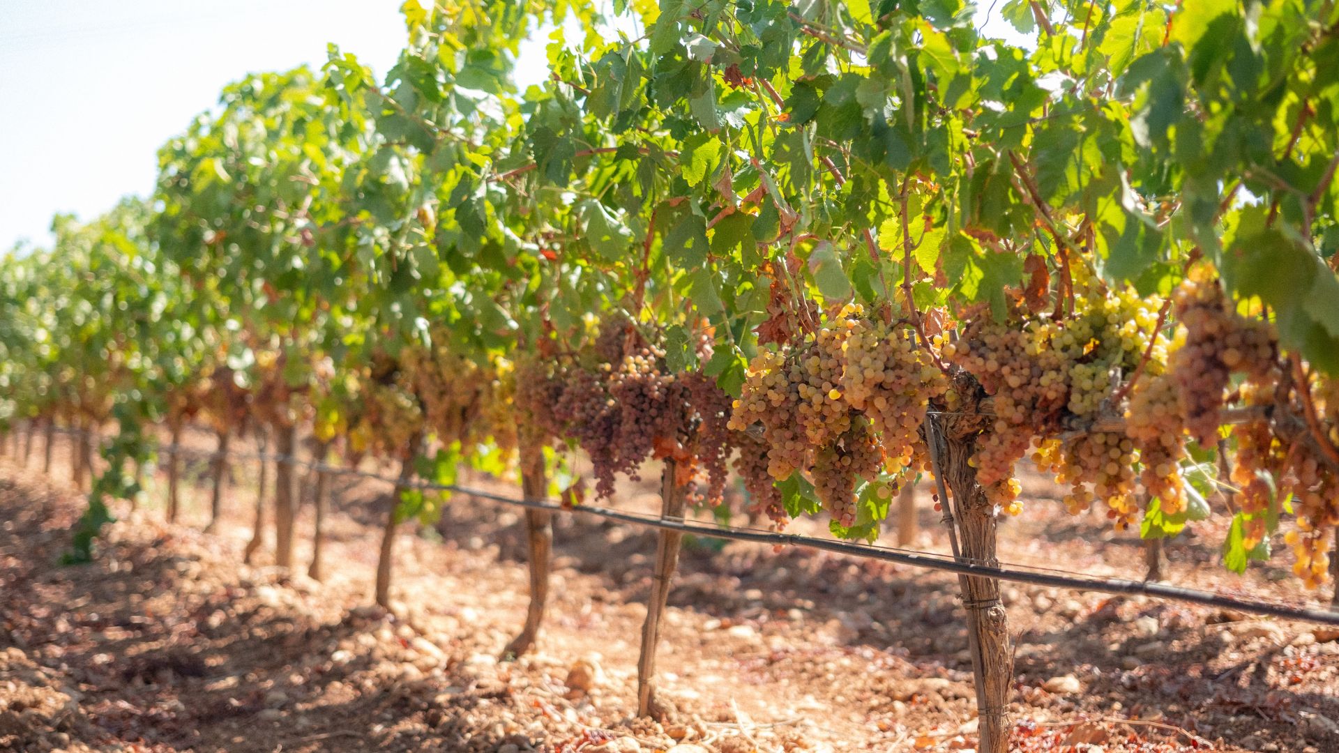 Viñedo en Bodega Sa Cabana