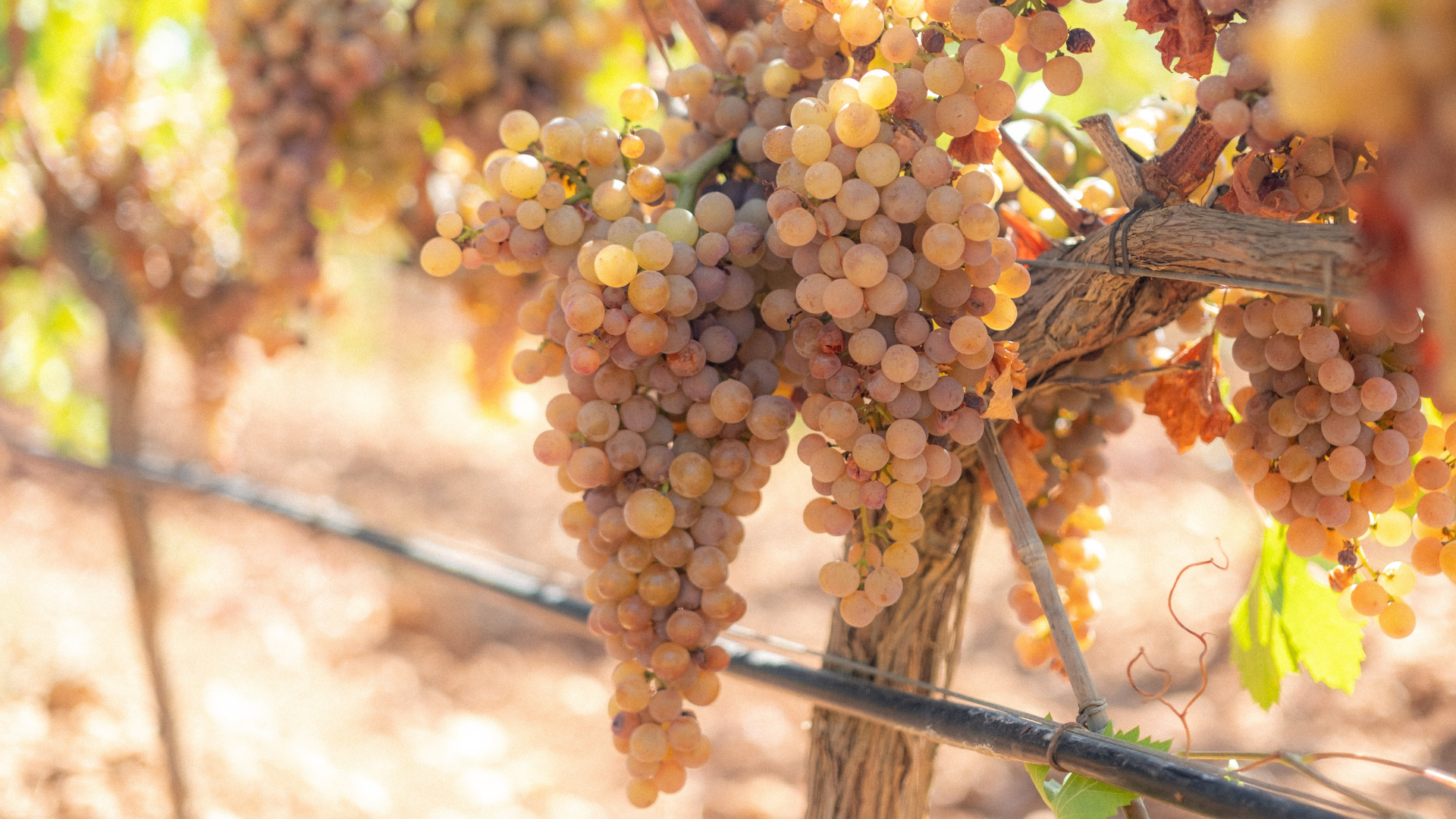 Uvas Chardonnay de Bodega Sa Cabana