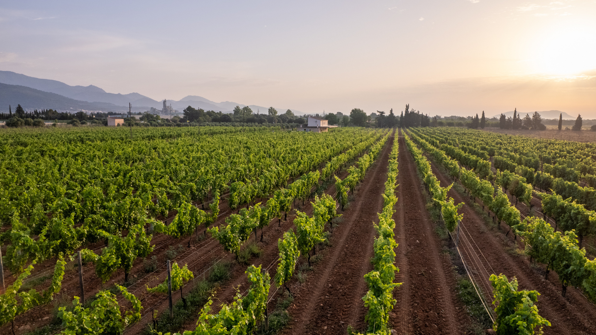Viñedos de Bodega Sa Cabana