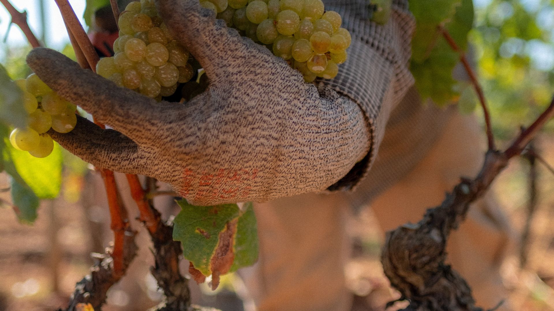 Variedades autóctonas de uvas en Mallorca